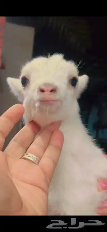 ماعز قزم الليف جدا مرح لعوب صدق الاطفال الماعز القزم 24