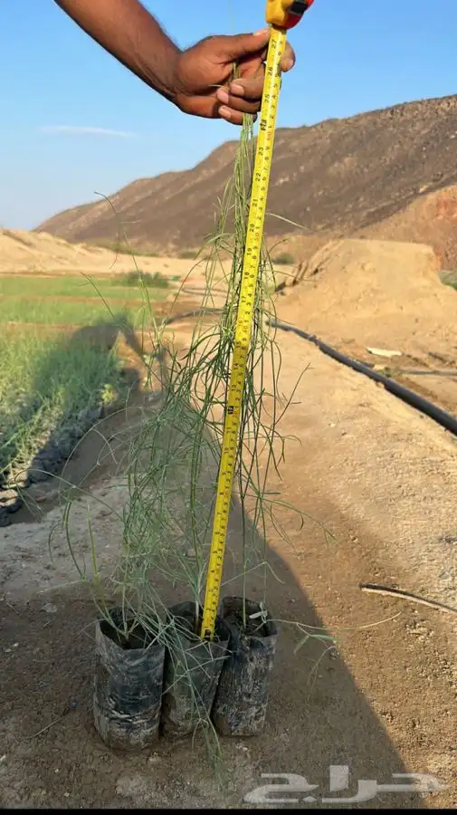 مشاتل جمله 4