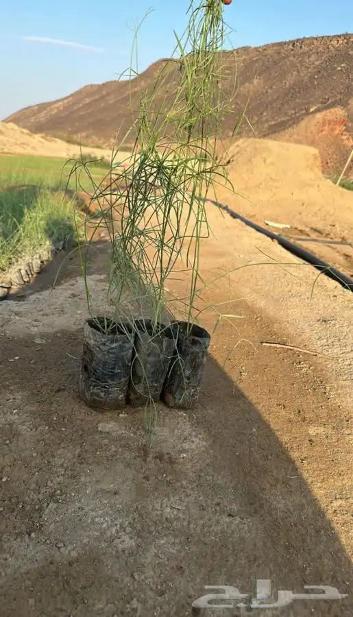 مشاتل جمله 1