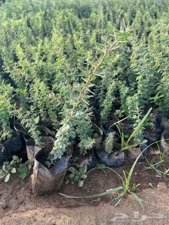 شتلات سدر وسمر وسلم 2