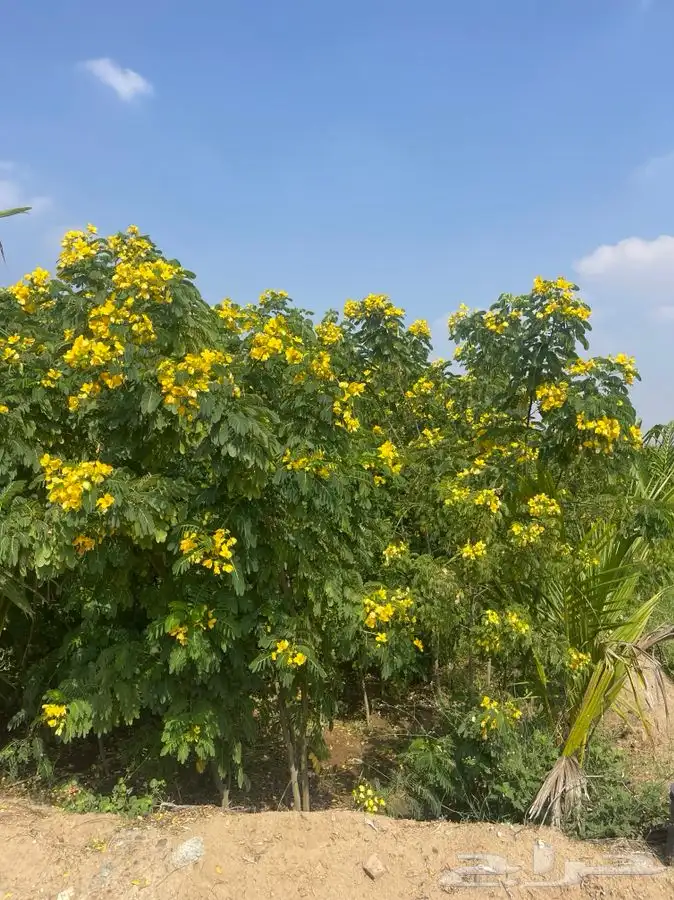 مشاتل جمله 5