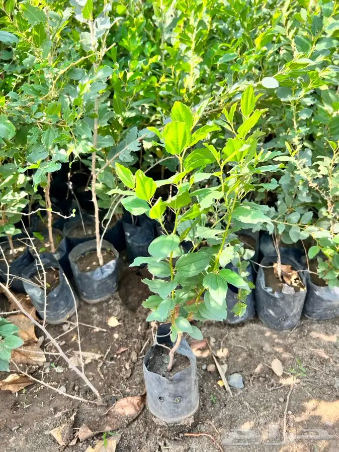 شتلات سدر وسمر وسلم 1