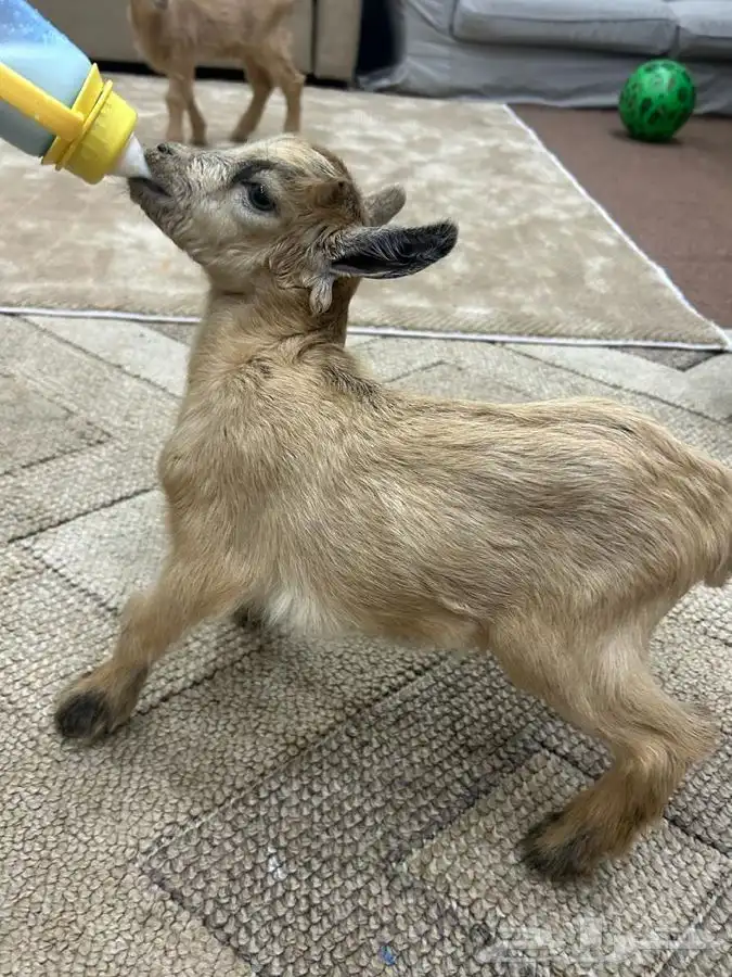 ماعز قزم الليف جدا مرح لعوب صدق الاطفال الماعز القزم 3