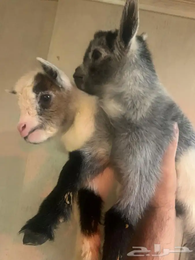 ماعز قزم الليف جدا مرح لعوب صدق الاطفال الماعز القزم 2