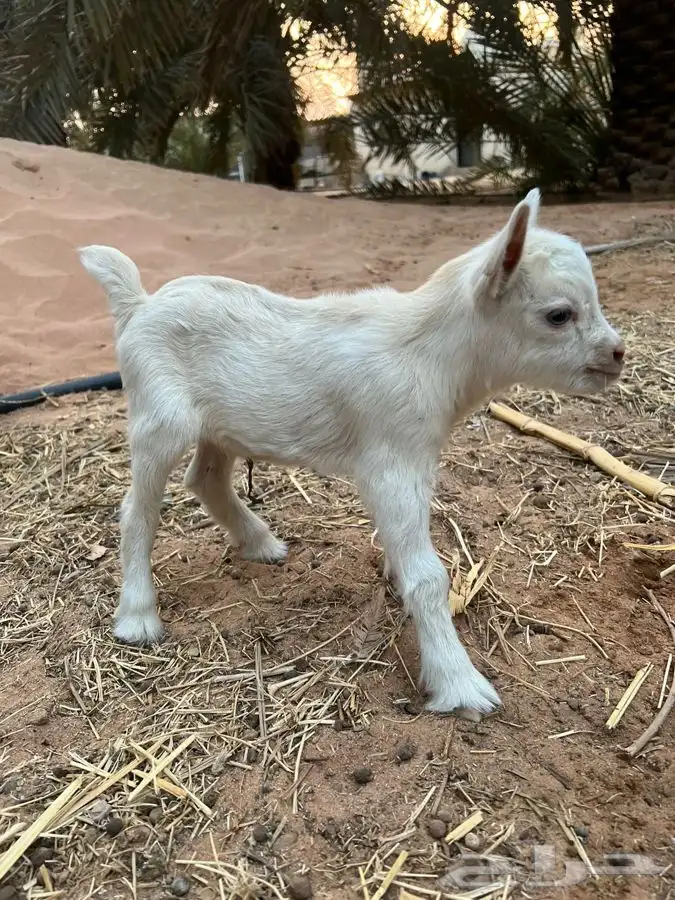 ماعز قزم الليف جدا مرح لعوب صدق الاطفال الماعز القزم 5