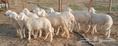 طليان حري بهم مشروطة تم البيع 3