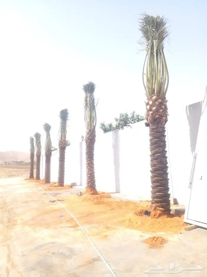 نخل واشنطن وعربي للبيع جميع المقاسات متوفره 4