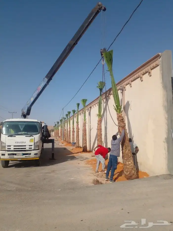نخل واشنطن وعربي للبيع جميع المقاسات متوفره 1