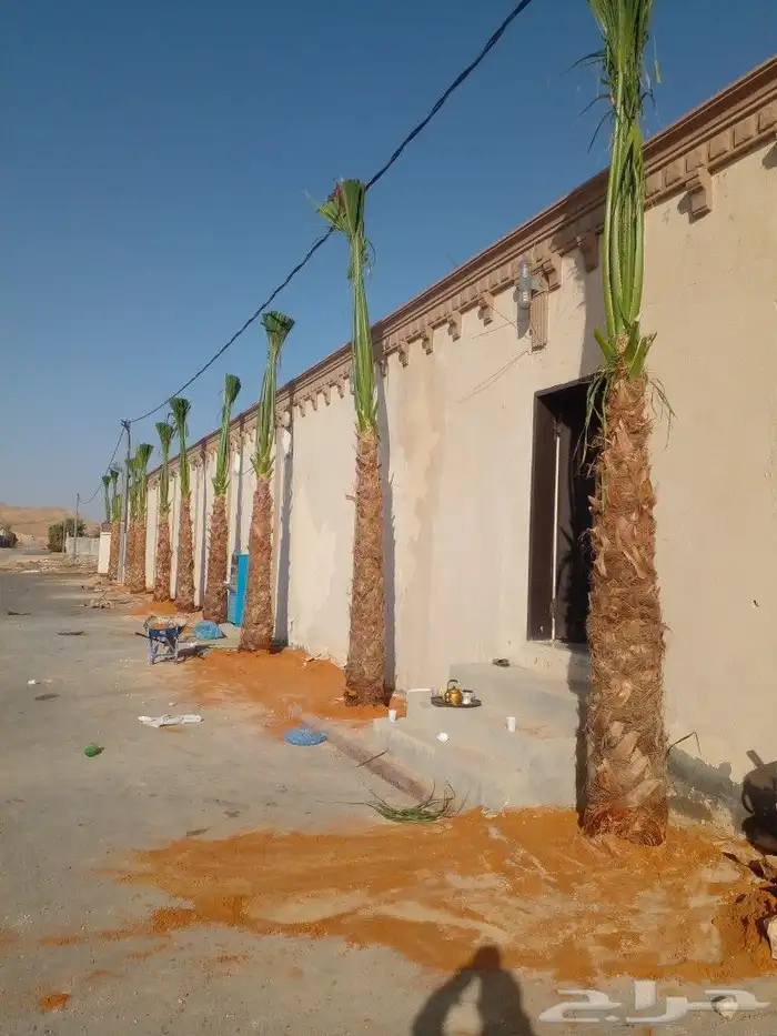 نخل واشنطن وعربي للبيع جميع المقاسات متوفره 0