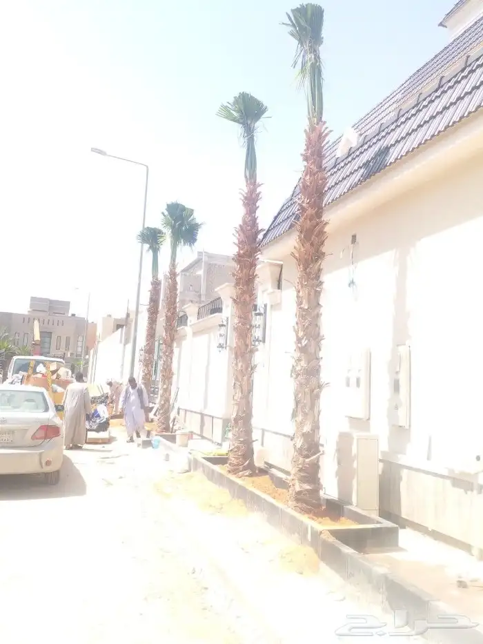 نخل واشنطن وعربي للبيع جميع المقاسات متوفره 8