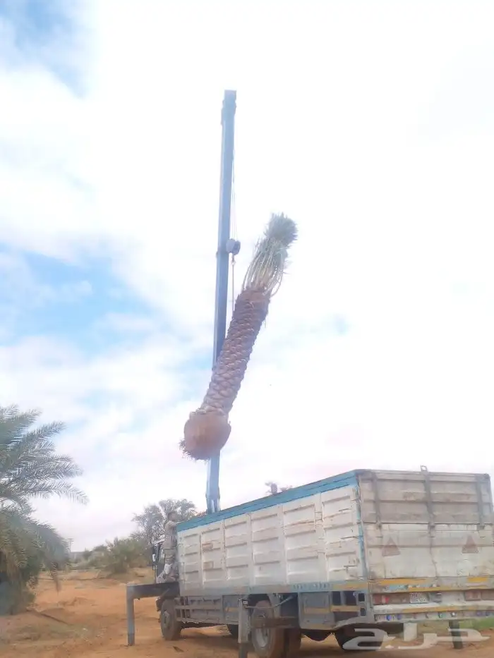 نخل واشنطن وعربي للبيع جميع المقاسات متوفره 9