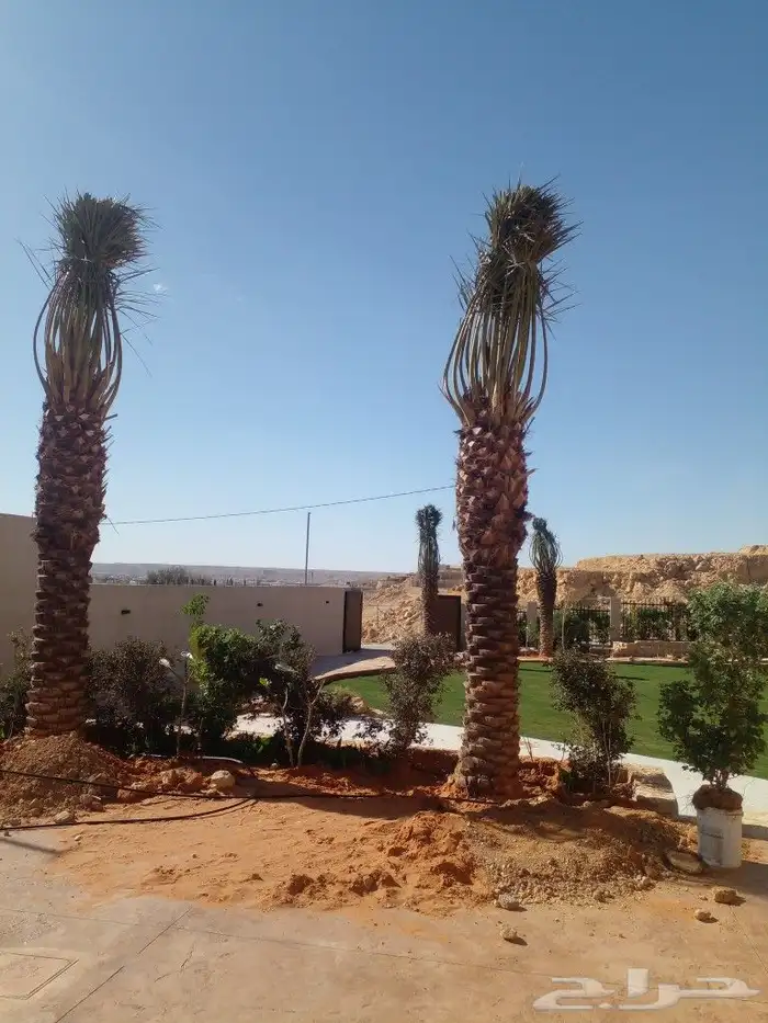 نخل واشنطن وعربي للبيع جميع المقاسات متوفره 6