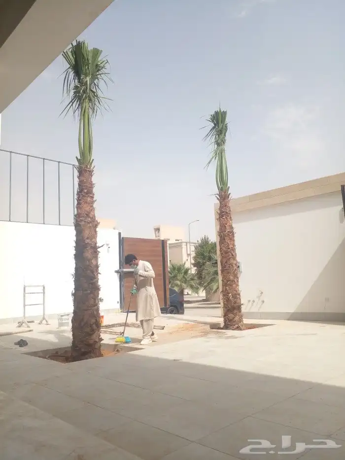 نخل واشنطن وعربي للبيع جميع المقاسات متوفره 5