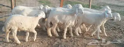طليان حري بهم مشروطة تم البيع 4