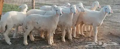 طليان حري بهم مشروطة تم البيع 0