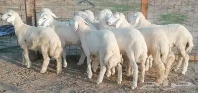 طليان حري بهم مشروطة تم البيع 5