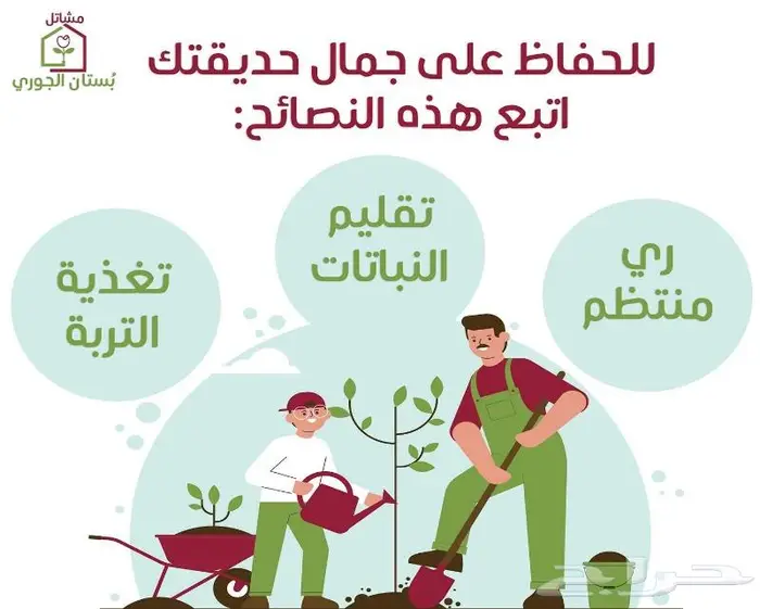 نجيلة ثيل سي الفين 9