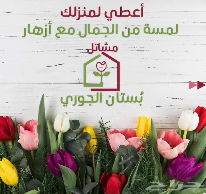 نجيلة ثيل سي الفين 7