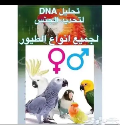 تحليل DNA لمعرفة جنس الطير 0