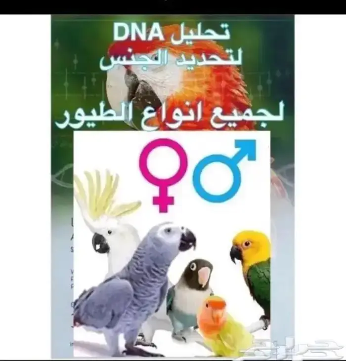 تحليل DNA لمعرفة جنس الطير 0