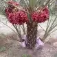 يوجد لدينا جميع انوع انخيل لمثمره وزينه 1