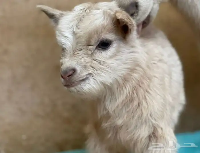 ماعز قزم الليف جدا مرح لعوب صدق الاطفال الماعز القزم 13