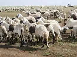 مطلوب مستورد اغنام من السودان 0