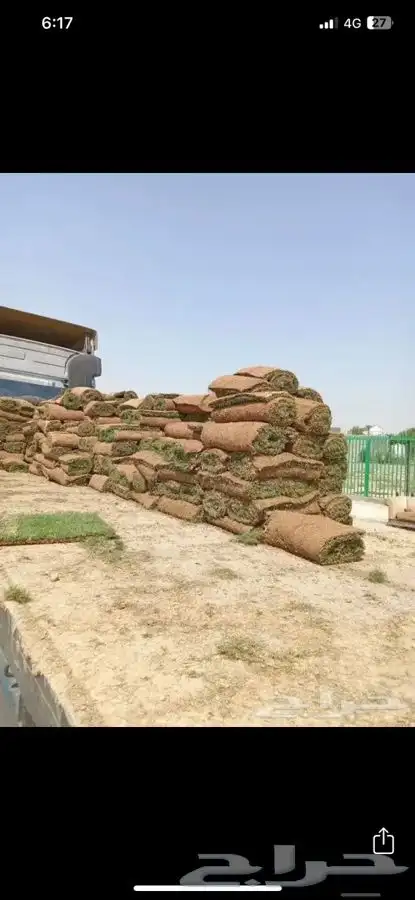 نجيلة ثيل سي الفين 10