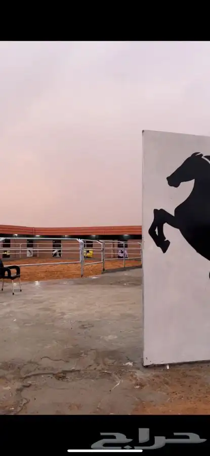 عسف خيل إيواء للخيول العربية الاصيله  2