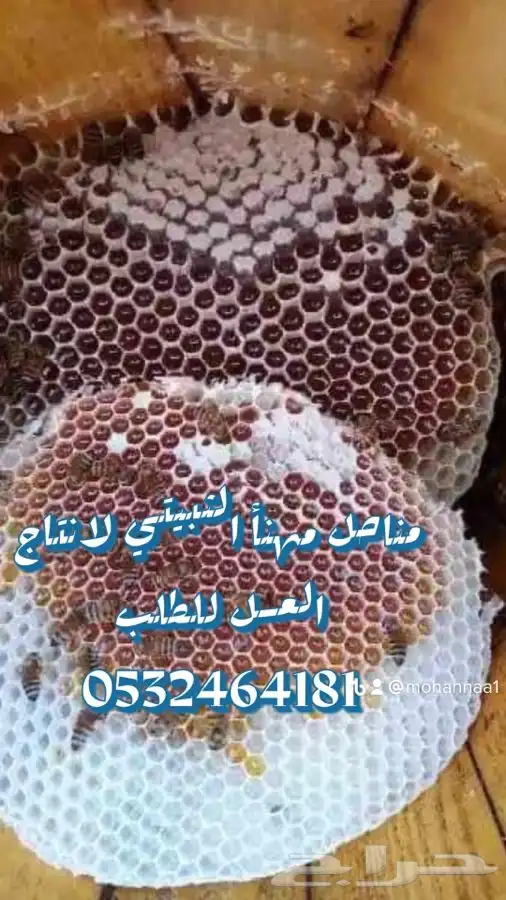 العسل الطبيعي البلدي متوفر الان 2