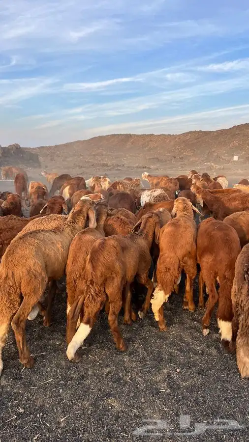 طليان سواكن تربية برية جبره جذعان و ثنيان 0