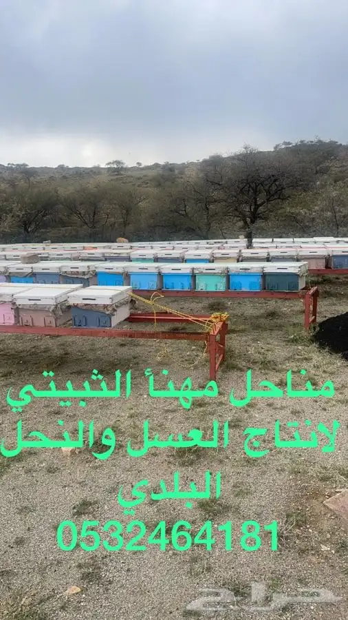 العسل الطبيعي البلدي متوفر الان 5