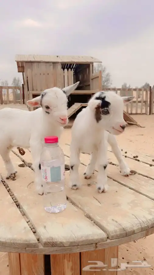 الماعز القزم شامل قفص وحليب ورضاعه وملحقاته 2