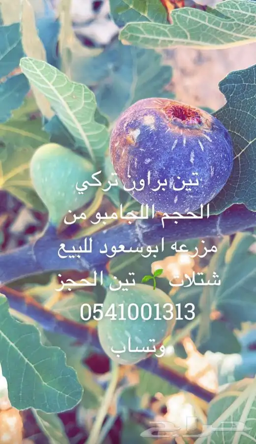 شتلات تين 7
