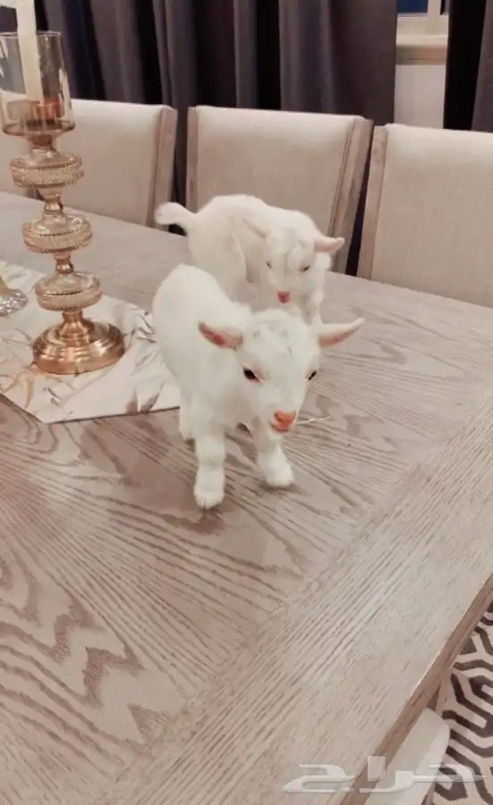 مواليد الماعز القزم 1