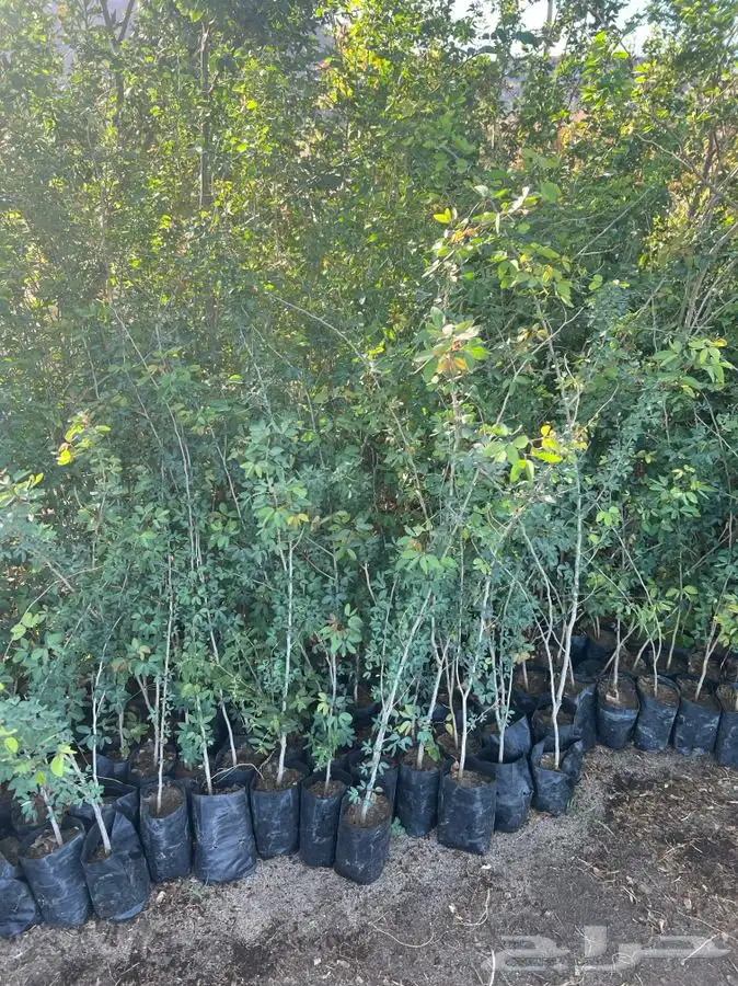 شتلات بريه غاف سدر سلم سمر قرض 2