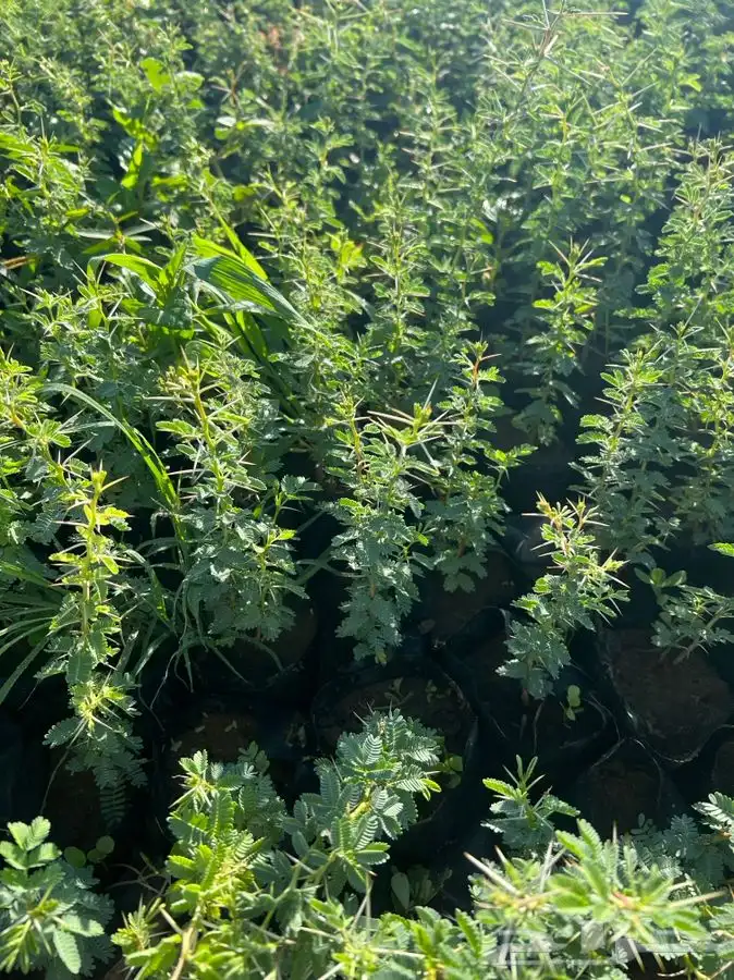 شتلات بريه غاف سدر سلم سمر قرض 3