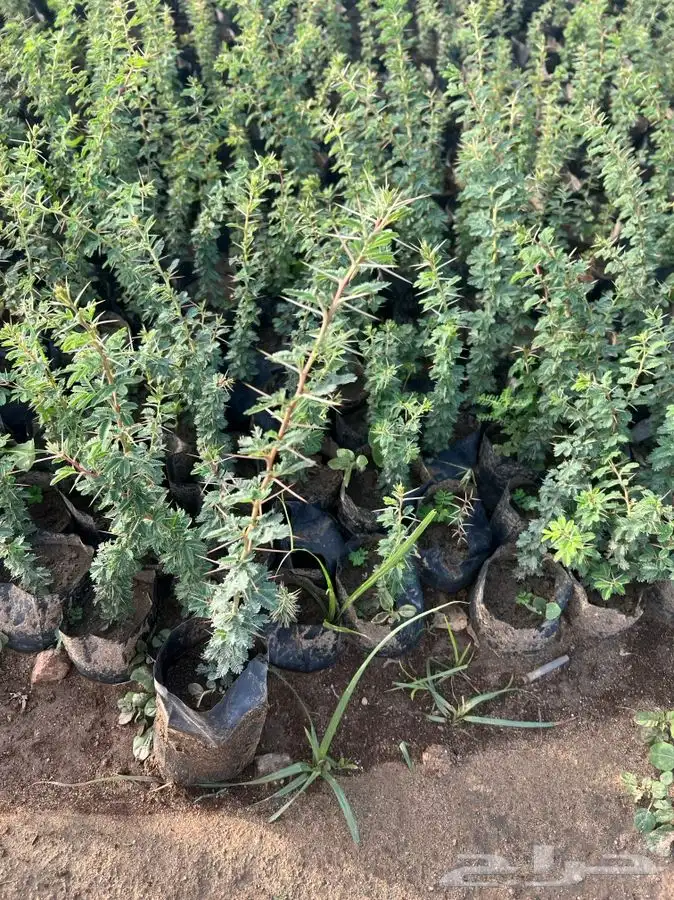 شتلات بريه غاف سدر سلم سمر قرض 1