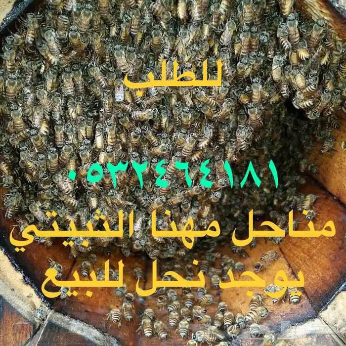 العسل الطبيعي البلدي متوفر الان 4