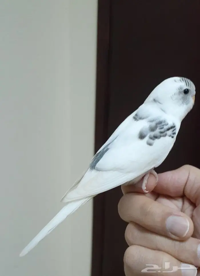 طير بادجي اليف (تم البيع ) 2