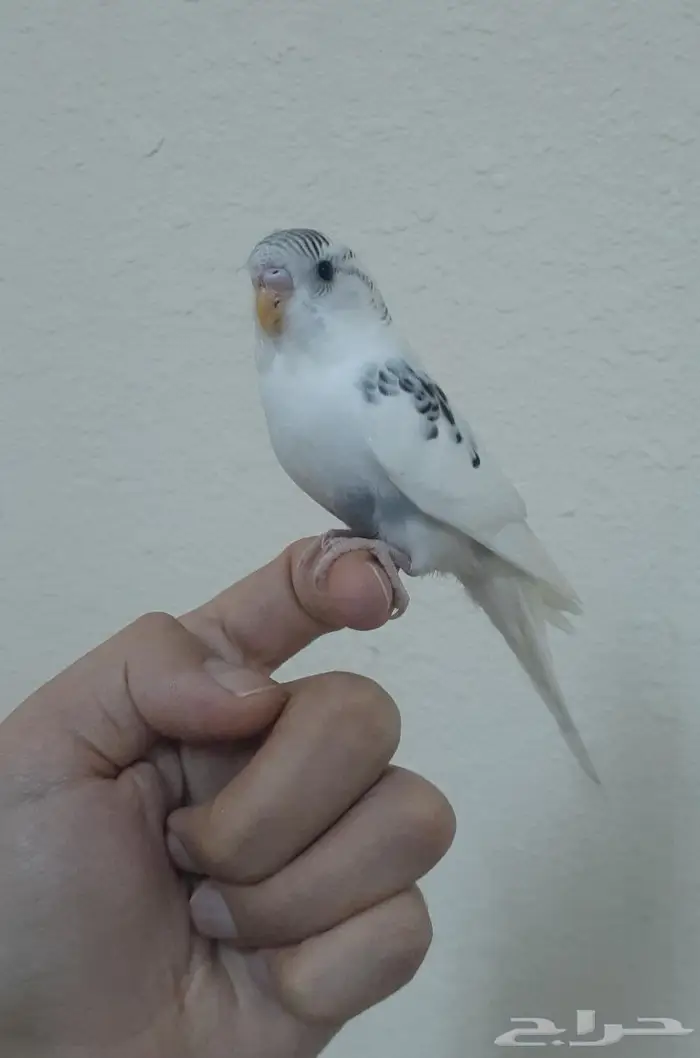 طير بادجي اليف (تم البيع ) 1