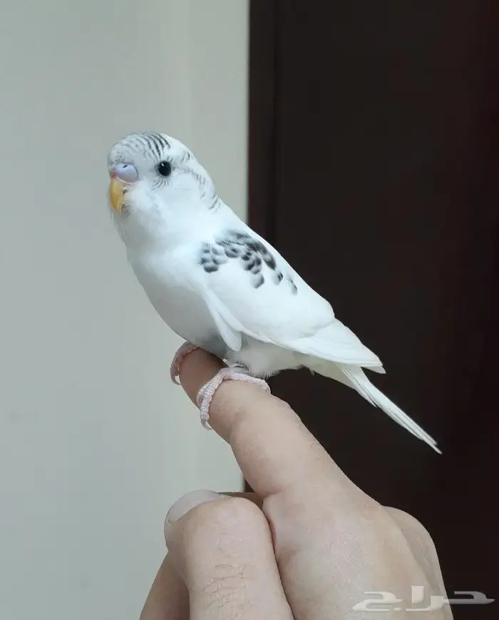 طير بادجي اليف (تم البيع ) 0