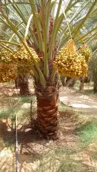 العنايه بجميع مزارع النخيل 0