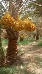 العنايه بجميع مزارع النخيل 2