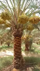 العنايه بجميع مزارع النخيل 1