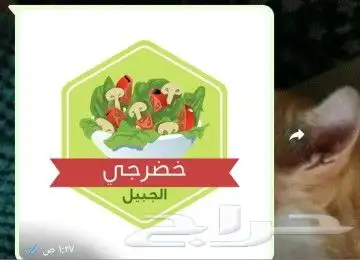CV بحوث لوقو اعلانات 5