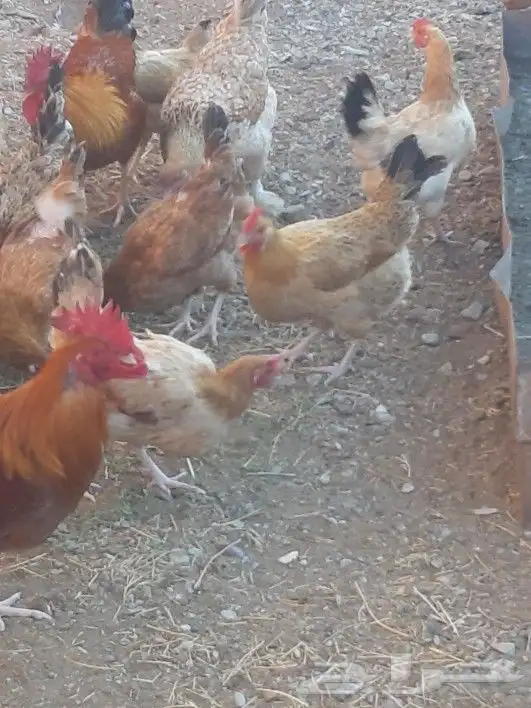 صوص دجاج عربي للبيع 9