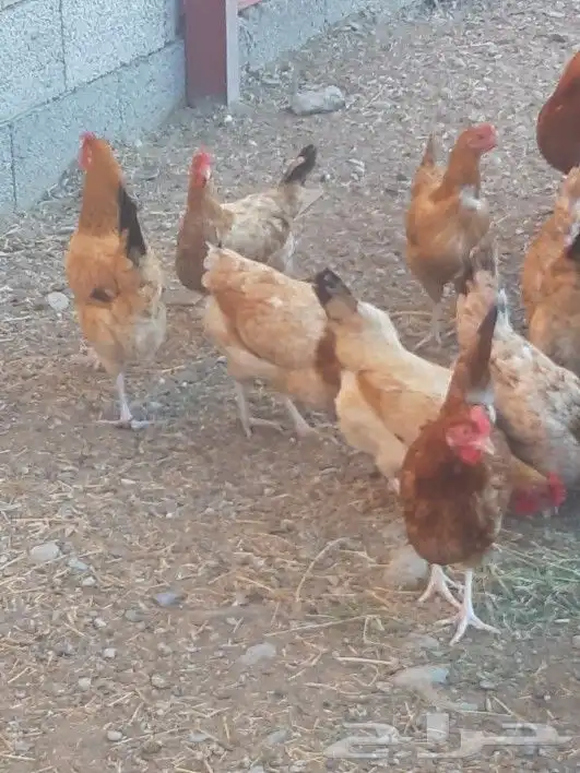 صوص دجاج بلدي جامبو ( غير متوفر حاليا ) 9