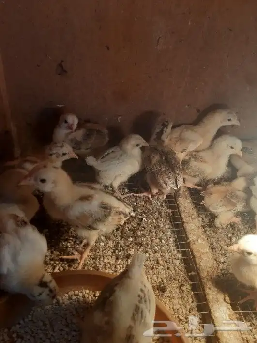 صوص دجاج بلدي جامبو ( غير متوفر حاليا ) 0