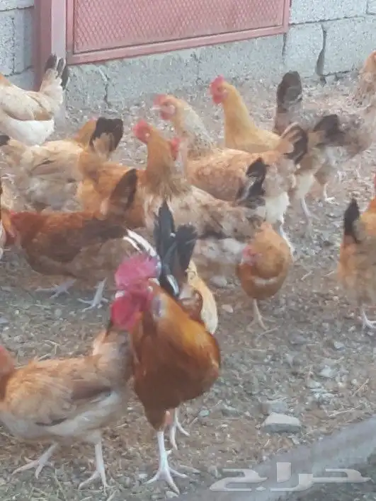 صوص دجاج بلدي جامبو ( غير متوفر حاليا ) 7